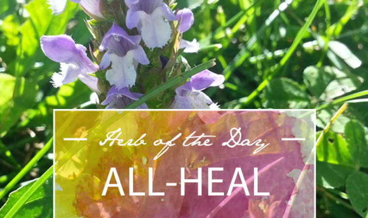 Herb of the Day: All-Heal