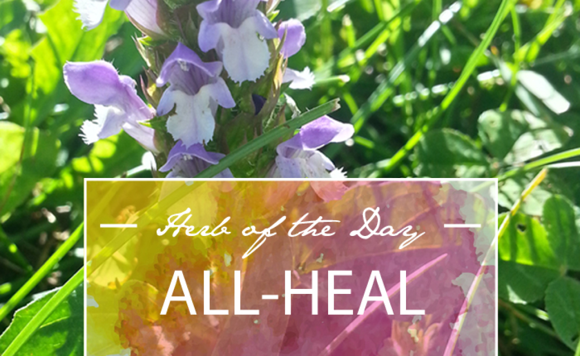 Herb of the Day: All-Heal