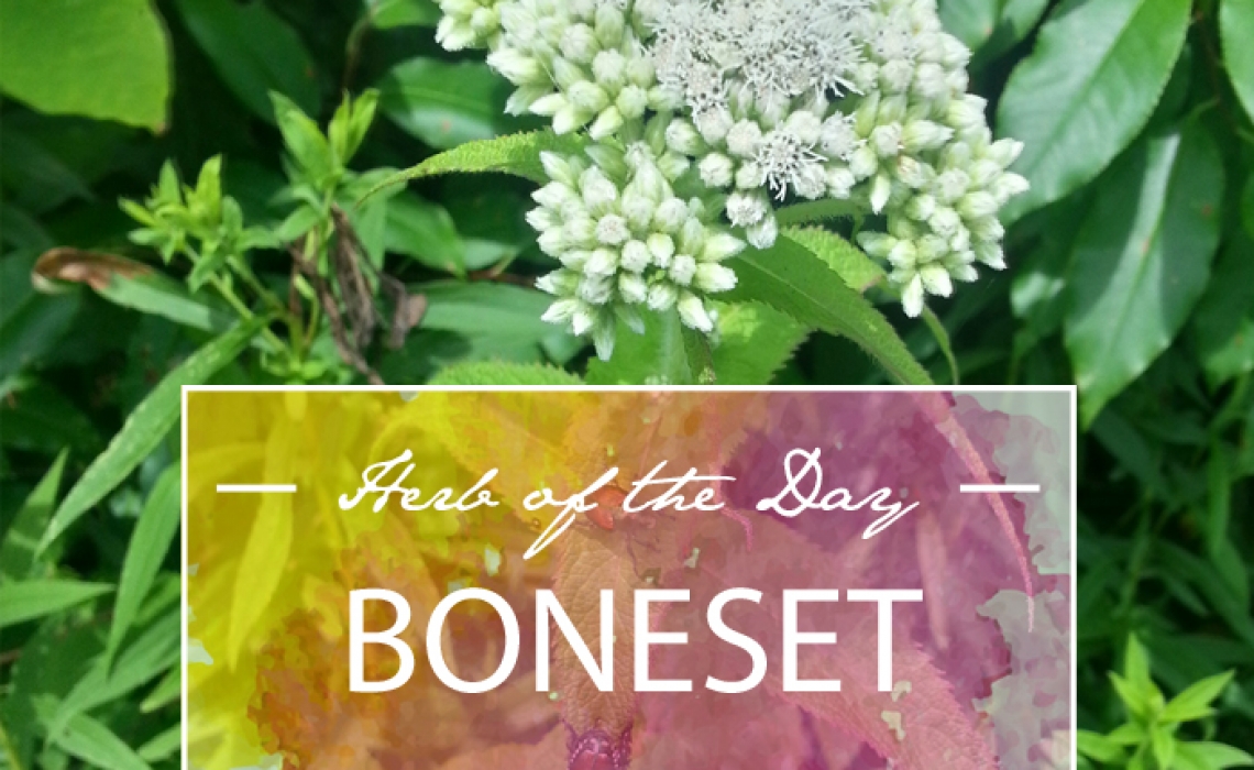 Herb of the Day: Boneset