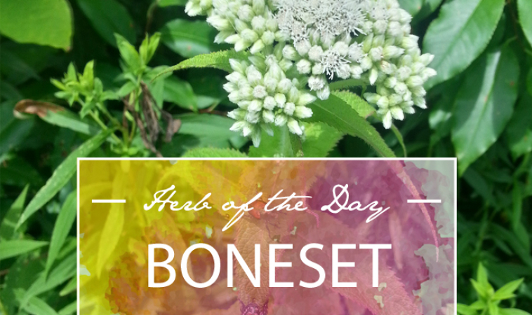 Herb of the Day: Boneset