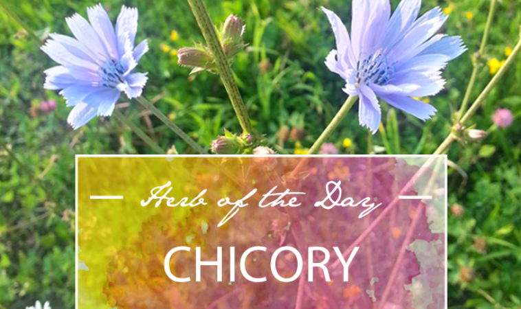 Herb of the Day: Chicory