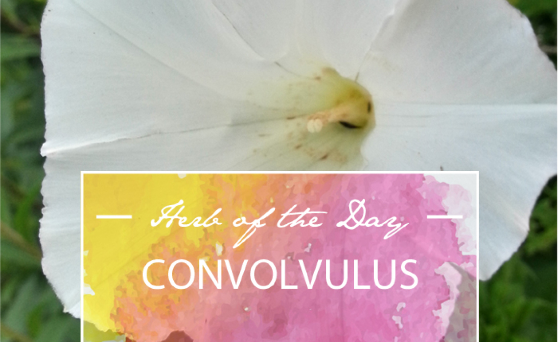 Herb of the Day: Convolvulus