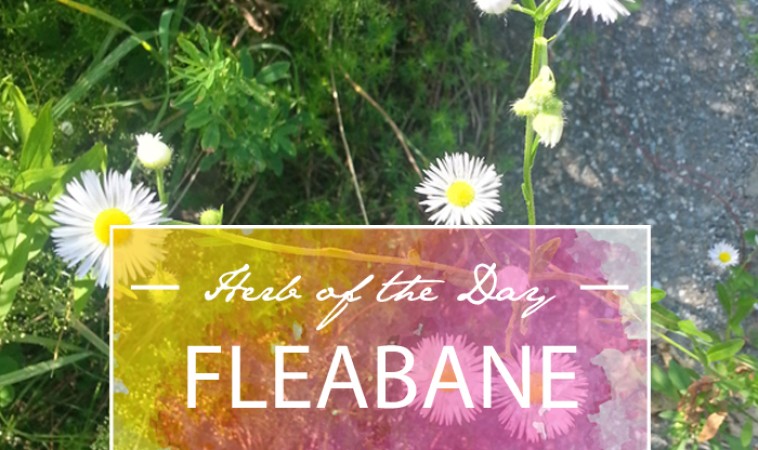 Herb of the Day: Eastern Daisy Fleabane