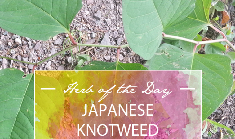 Herb of the Day: Japanese Knotweed