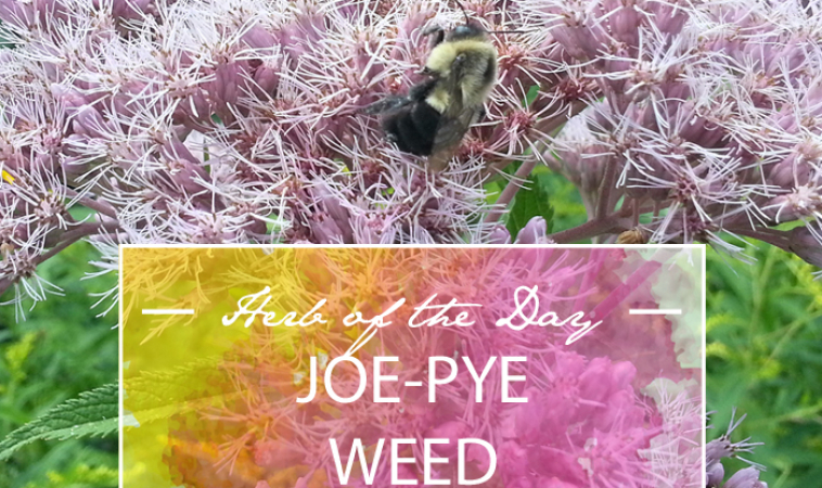 Herb of the Day: Joe-Pye Weed
