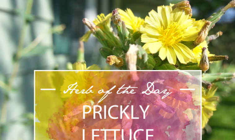 Herb of the Day: Prickly Lettuce