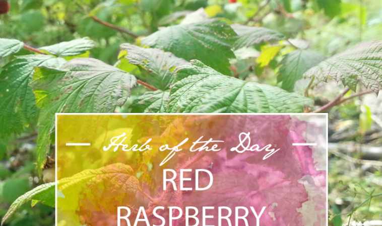 Herb of the Day: Red Raspberry