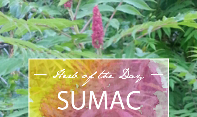Herb of the Day: Sumac