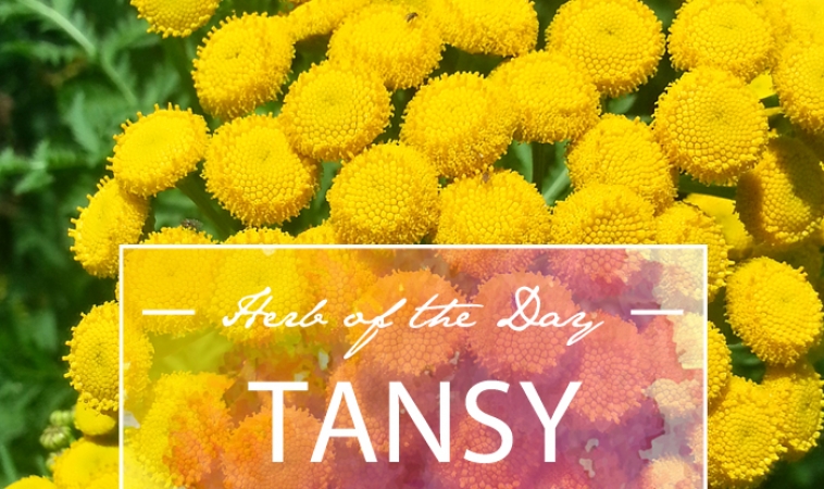 Herb of the Day: Tansy
