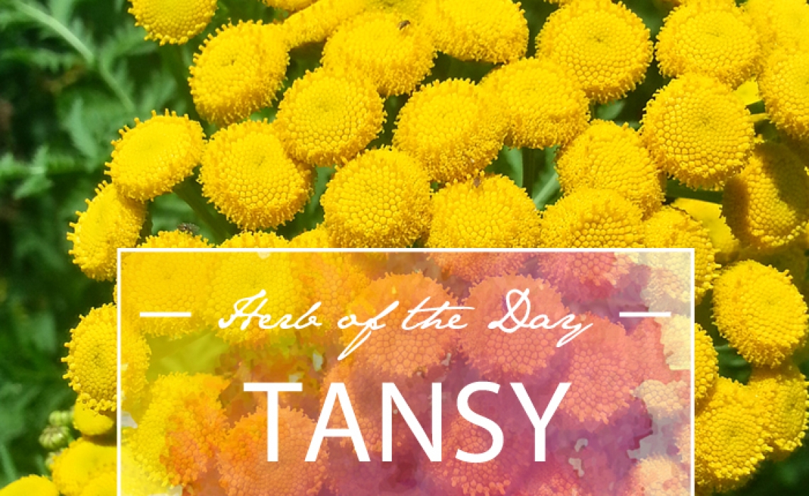 Herb of the Day: Tansy