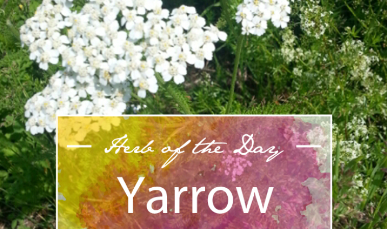 Herb of the Day: Yarrow