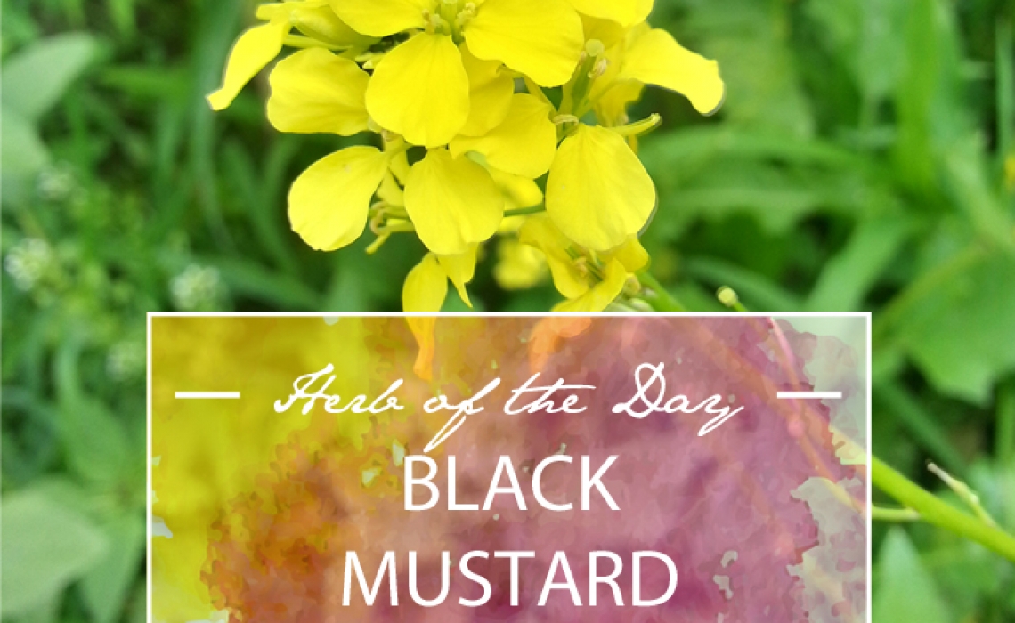 Herb of the Day: Black Mustard