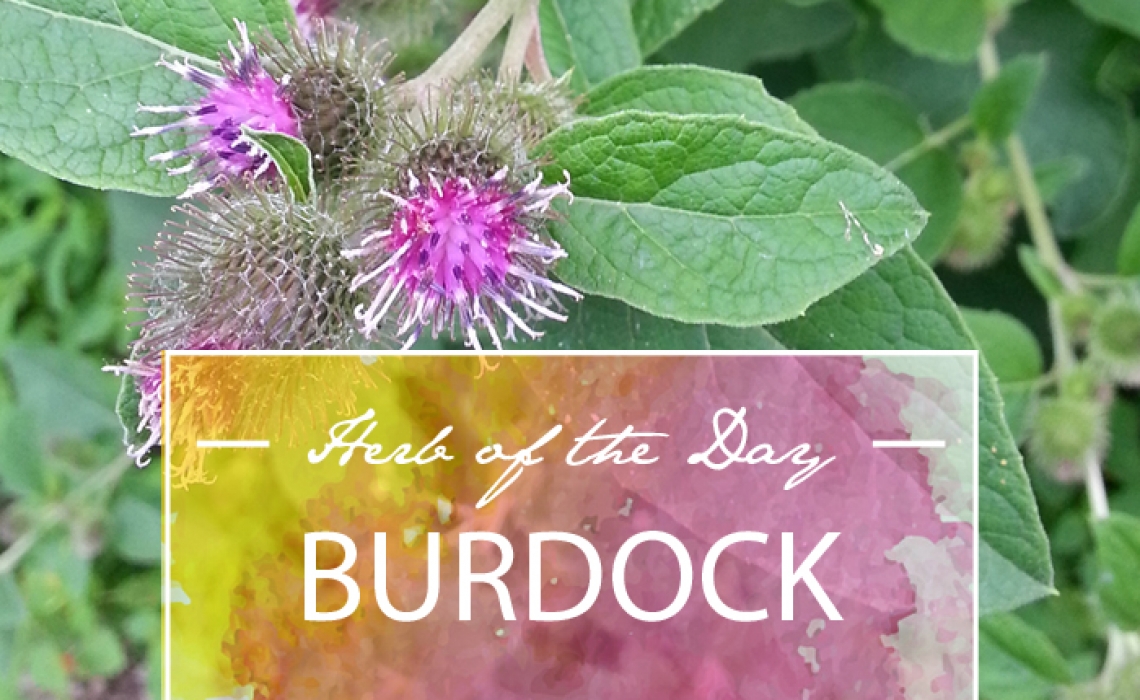 Herb of the Day: Burdock