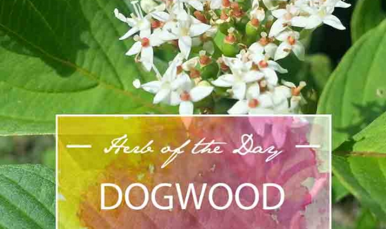 Herb of the Day: Dogwood