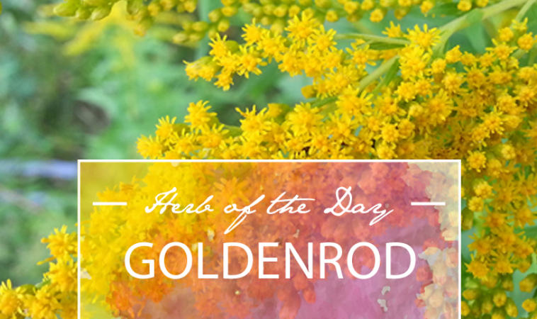 Herb of the Day: Goldenrod