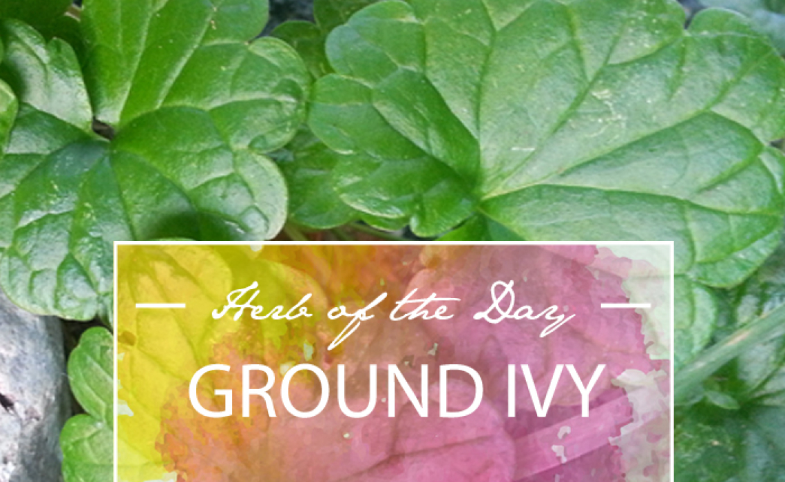 Herb of the Day: Ground Ivy