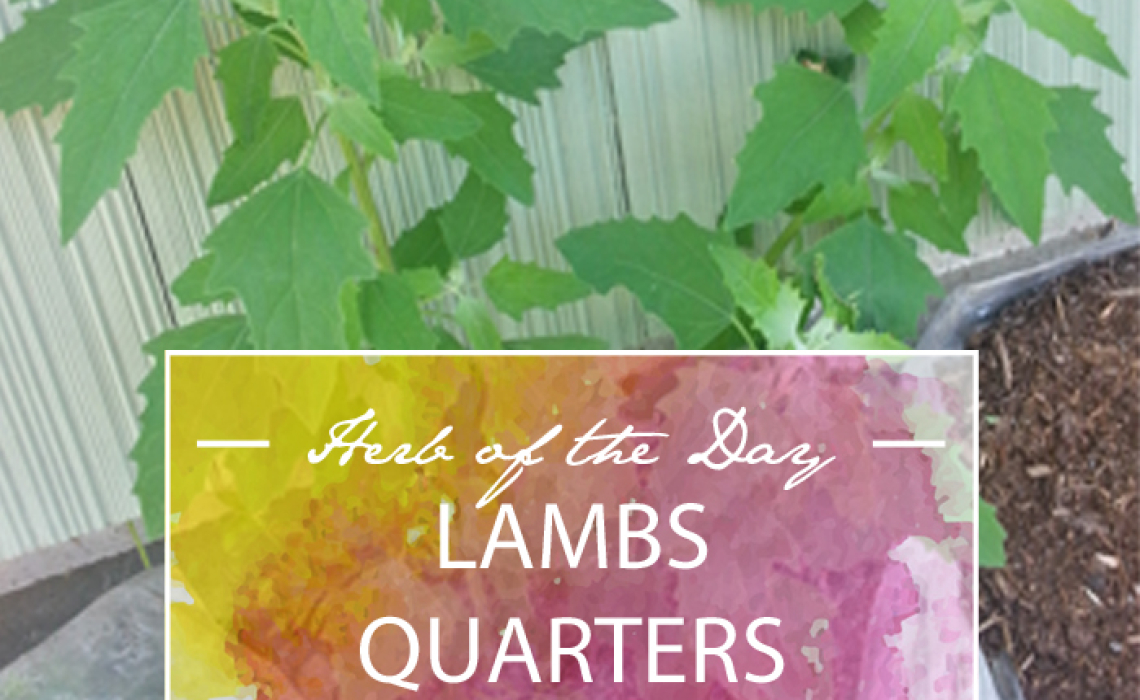 Herb of the Day: Lambs Quarters