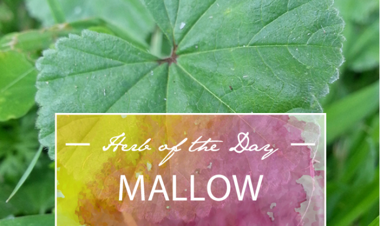 Herb of the Day: Mallow