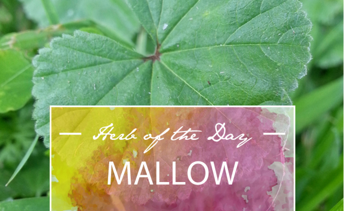 Herb of the Day: Mallow