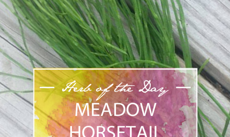 Herb of the Day: Meadow Horsetail