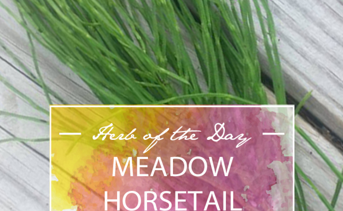 Herb of the Day: Meadow Horsetail