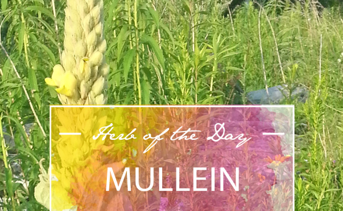 Herb of the Day: Mullein