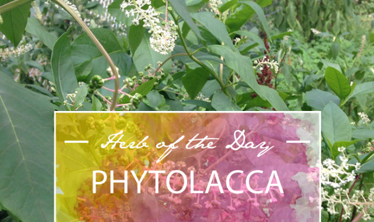 Herb of the Day: Phytolacca