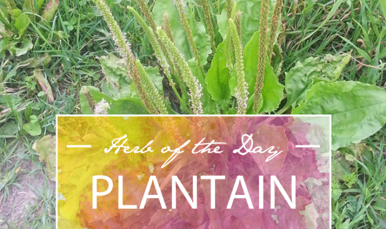 Herb of the Day: Plantain