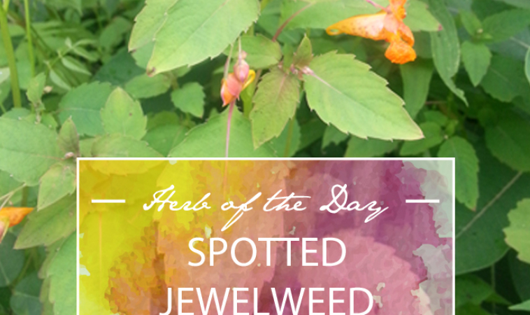 Herb of the Day: Spotted Jewelweed
