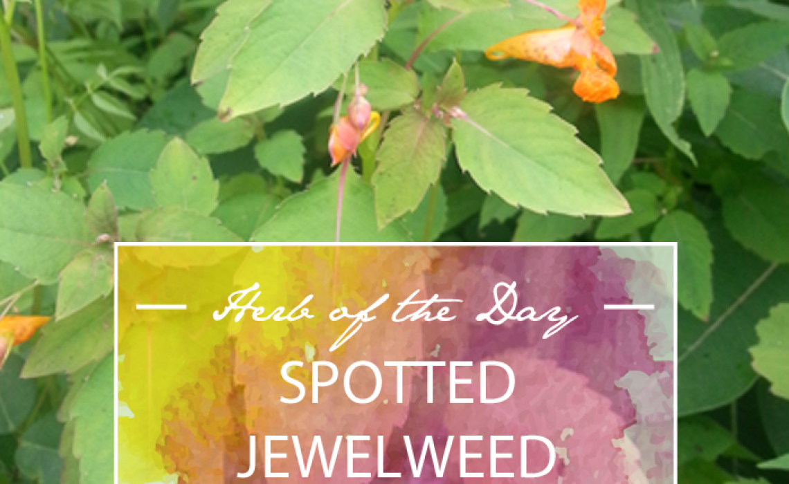 Herb of the Day: Spotted Jewelweed