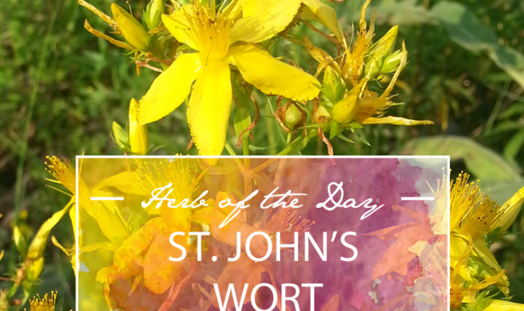Herb of the Day: St. John’s Wort