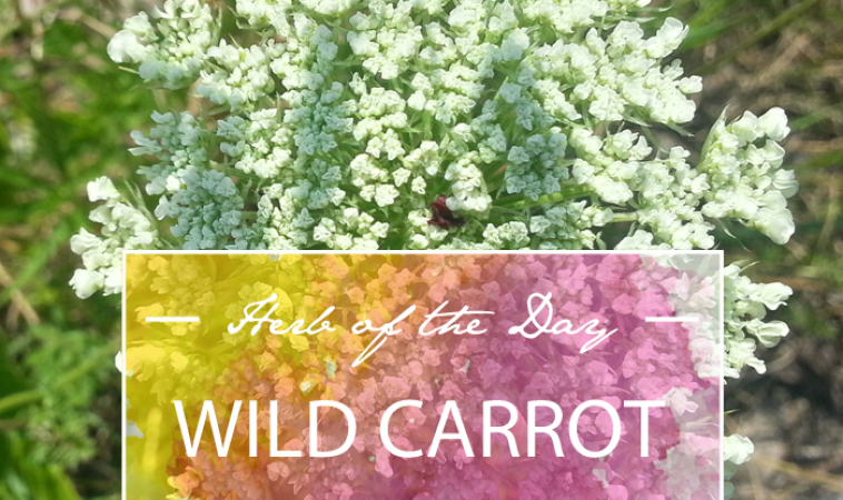 Herb of the Day: Wild Carrot