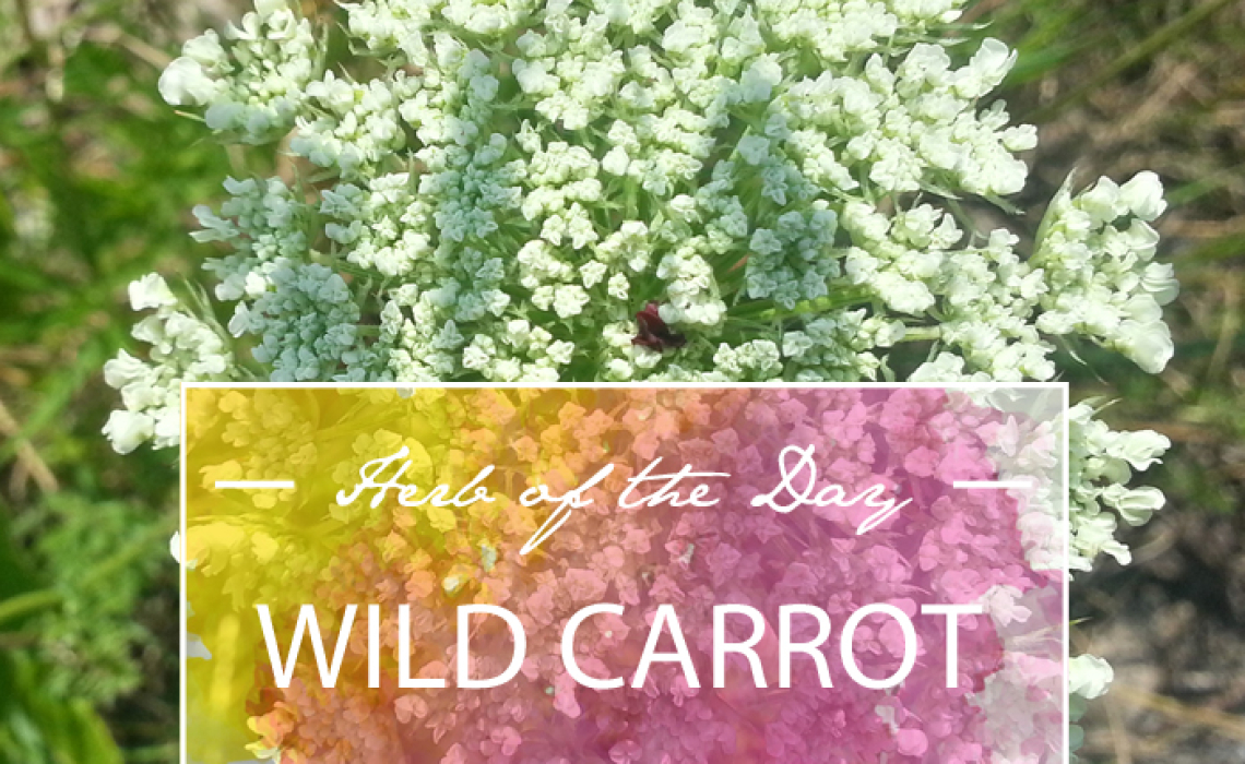 Herb of the Day: Wild Carrot
