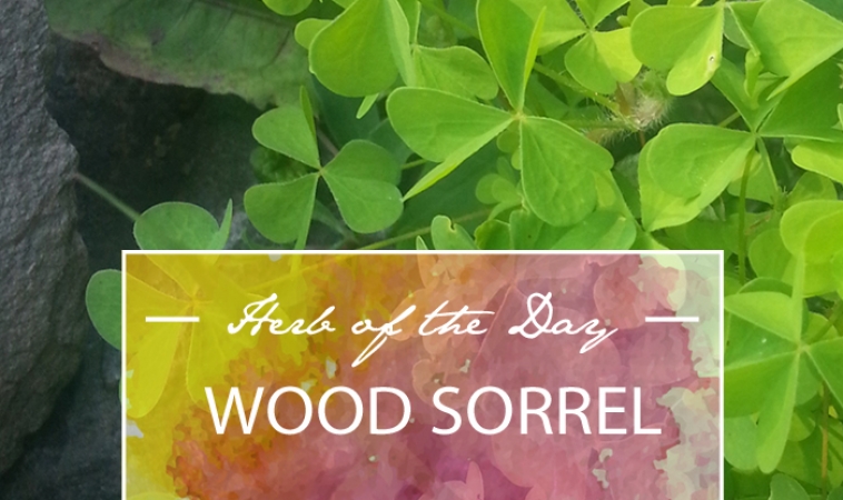 Herb of the Day: Wood Sorrel