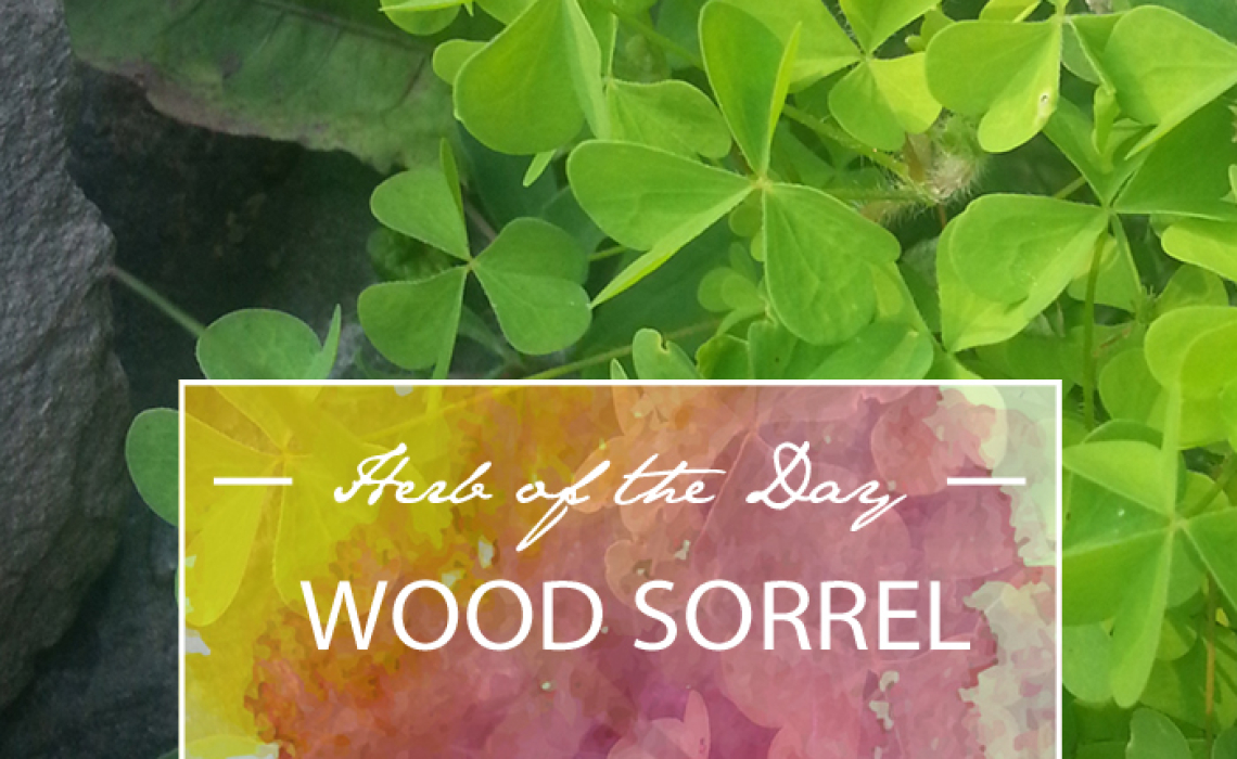 Herb of the Day: Wood Sorrel