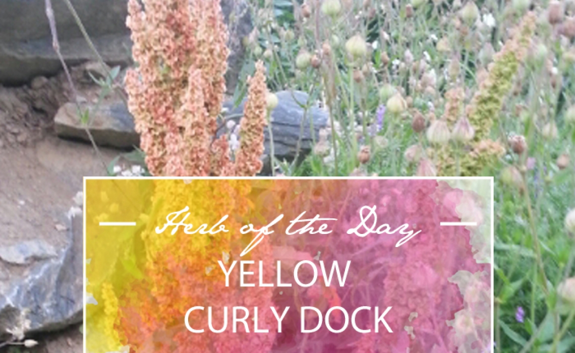 Herb of the Day: Yellow Curly Dock