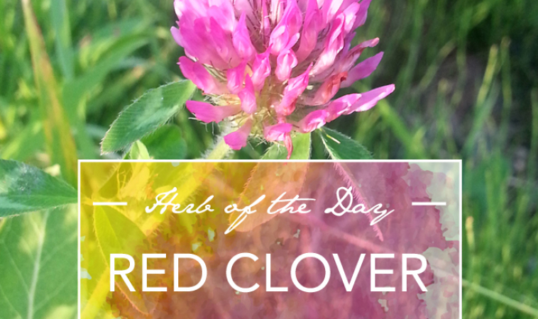 Herb of the Day: Red Clover