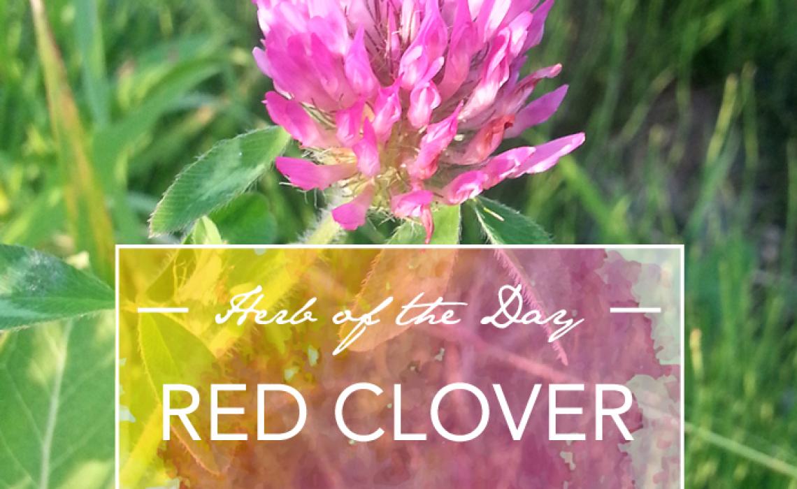 Herb of the Day: Red Clover