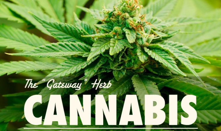 Cannabis:  The “Gateway” Herb