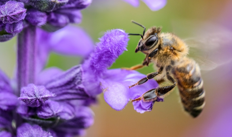 Bees Actually Cause Faster Flowering of Plants. . . By Biting Them!