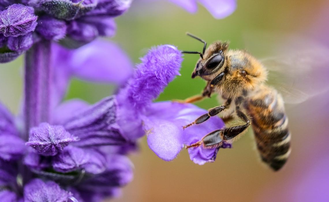 Bees Actually Cause Faster Flowering of Plants. . . By Biting Them!